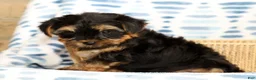 Yorkshire Terrier dogs for sale: Sophia - Ad 7