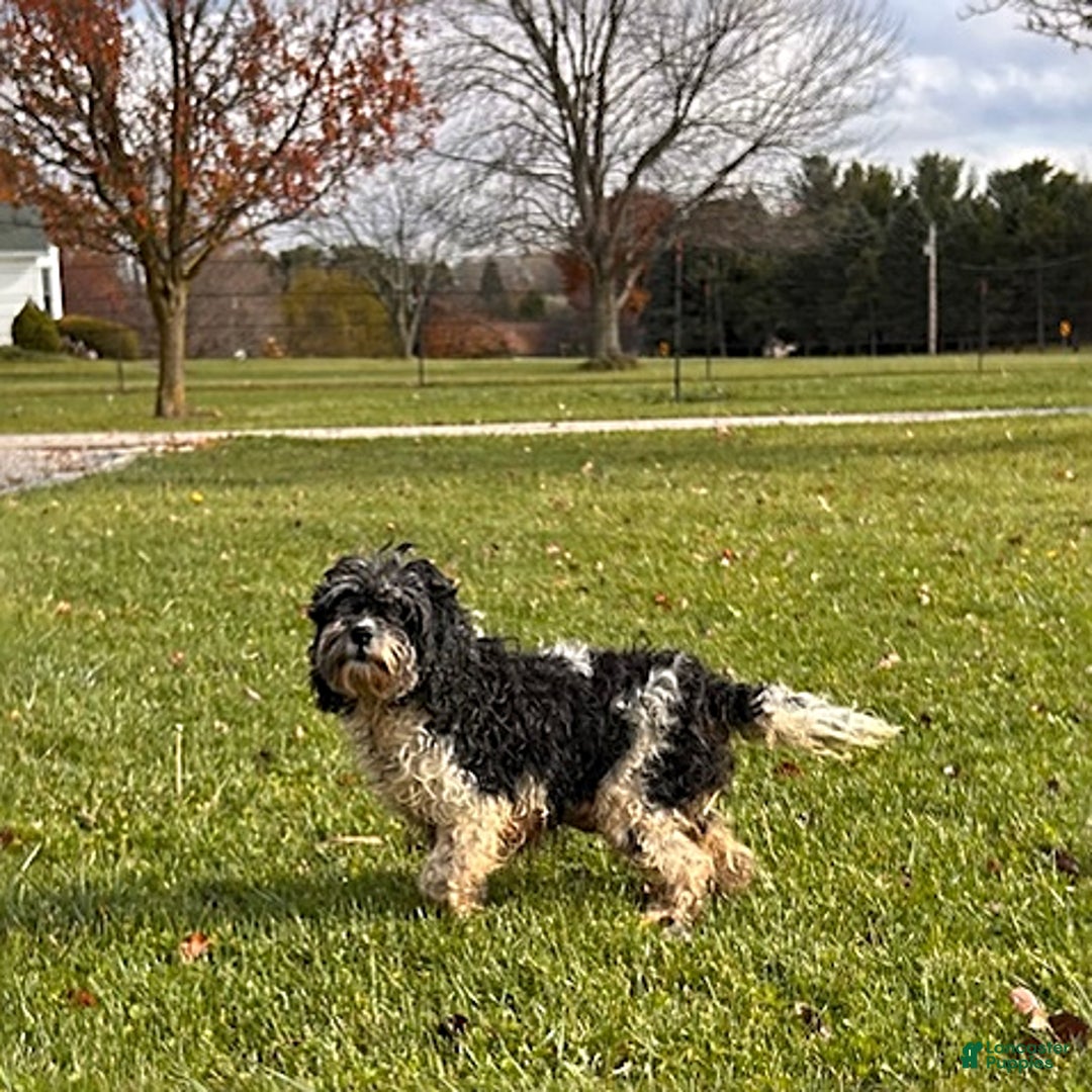 Cockapoo dogs for sale: Luna  - Ad 7