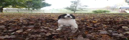 Saint Bernard dogs for sale: Belle - Ad 4