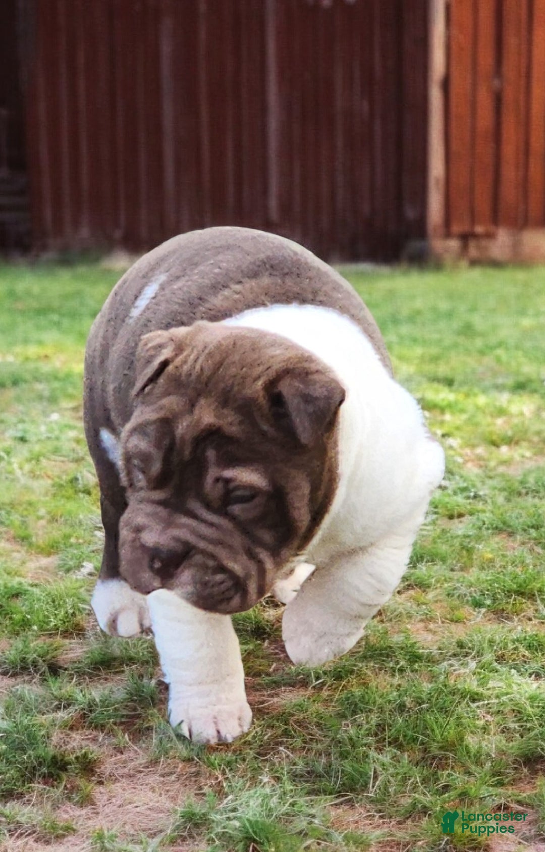 Shar Pei dogs for sale: Jester chocolate mini  - Ad 7