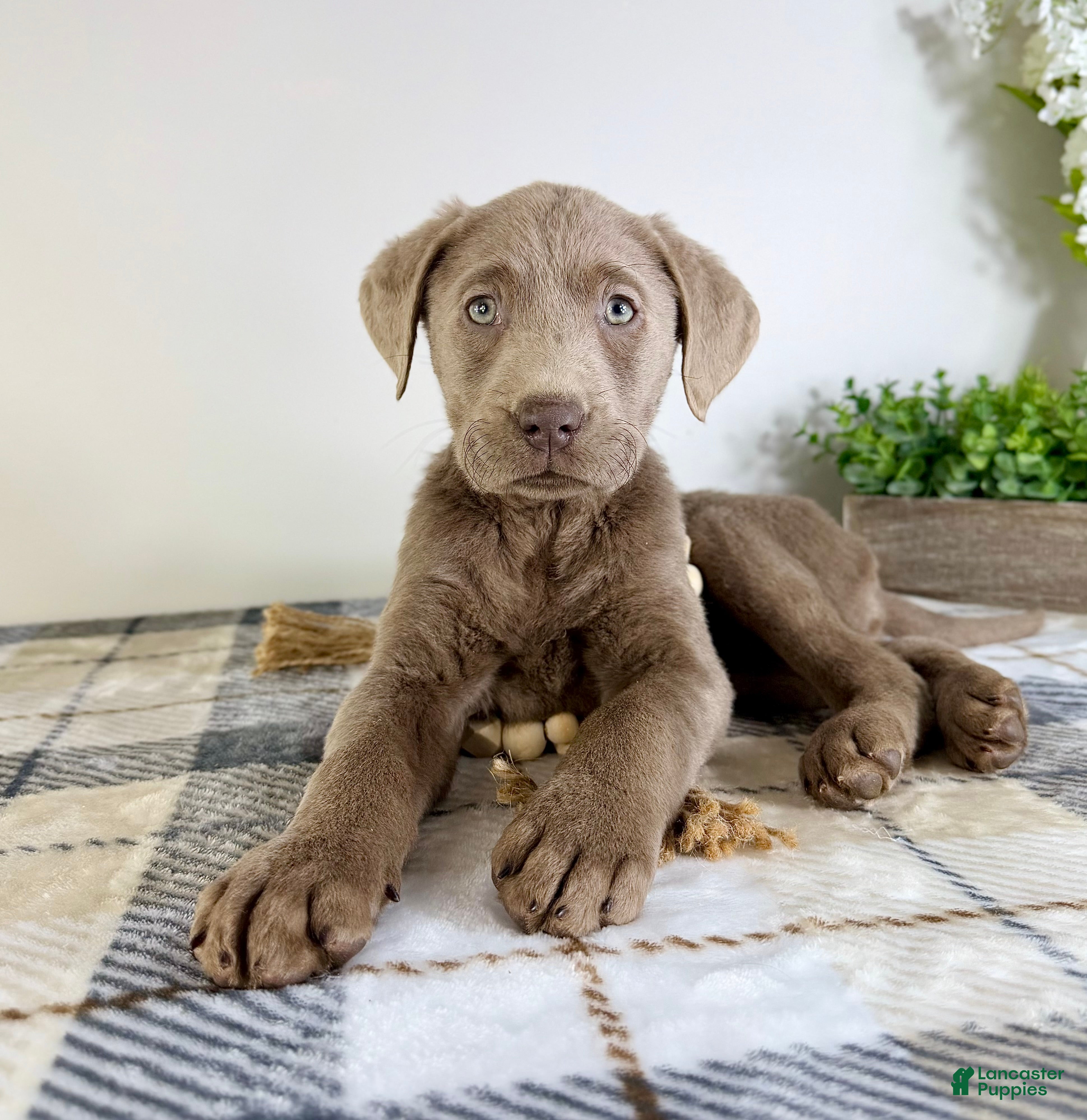 Labrador Retriever dogs AKC Luna - Ad 39