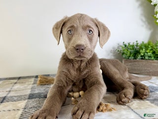 Labrador Retriever dogs AKC Luna - Ad 39