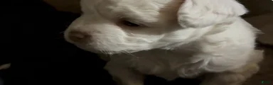  Puppy 2