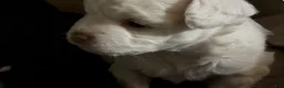 Havapoo dogs for sale:  Puppy 2 - Ad 1