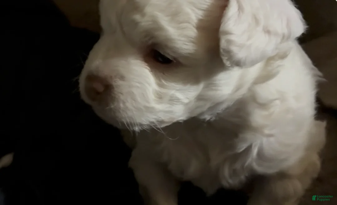 Havapoo dogs for sale:  Puppy 2 - Ad 1