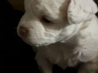 Havapoo dogs Puppy 2 - Ad 3