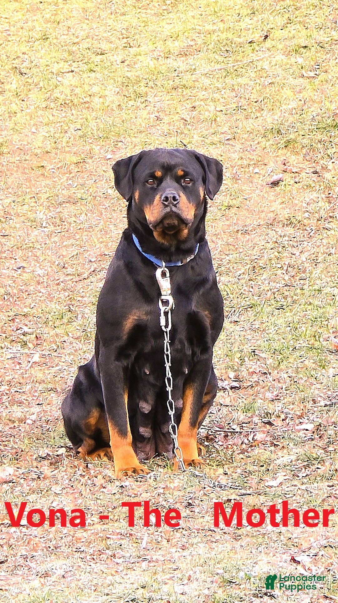 Rottweiler dogs for sale: Bessie - Ad 8