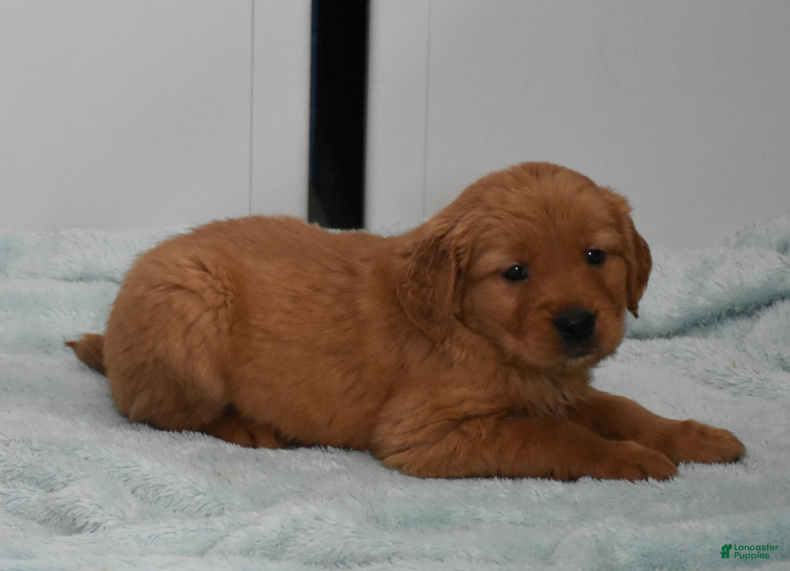 Golden Retriever dogs Ranger    Genetic/OFA - Ad 1