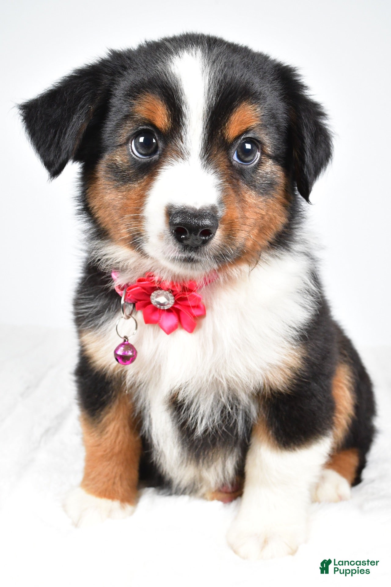 Miniature Australian Shepherd dogs Annie  - Ad 1