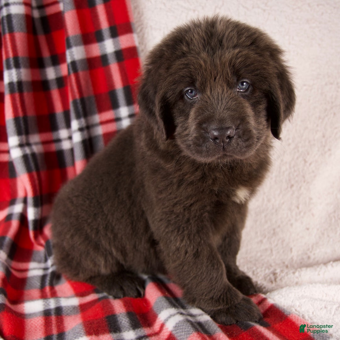 Newfoundland dogs for sale: Holly - Ad 1