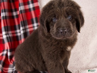 Newfoundland dogs Holly - Ad 30