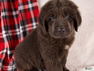 Newfoundland dogs Holly - Ad 9
