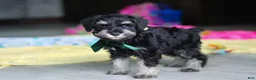 Miniature Schnauzer dogs for sale: Percy - Ad 5