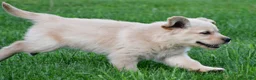 Golden Retriever dogs for sale: Diesel - Ad 6
