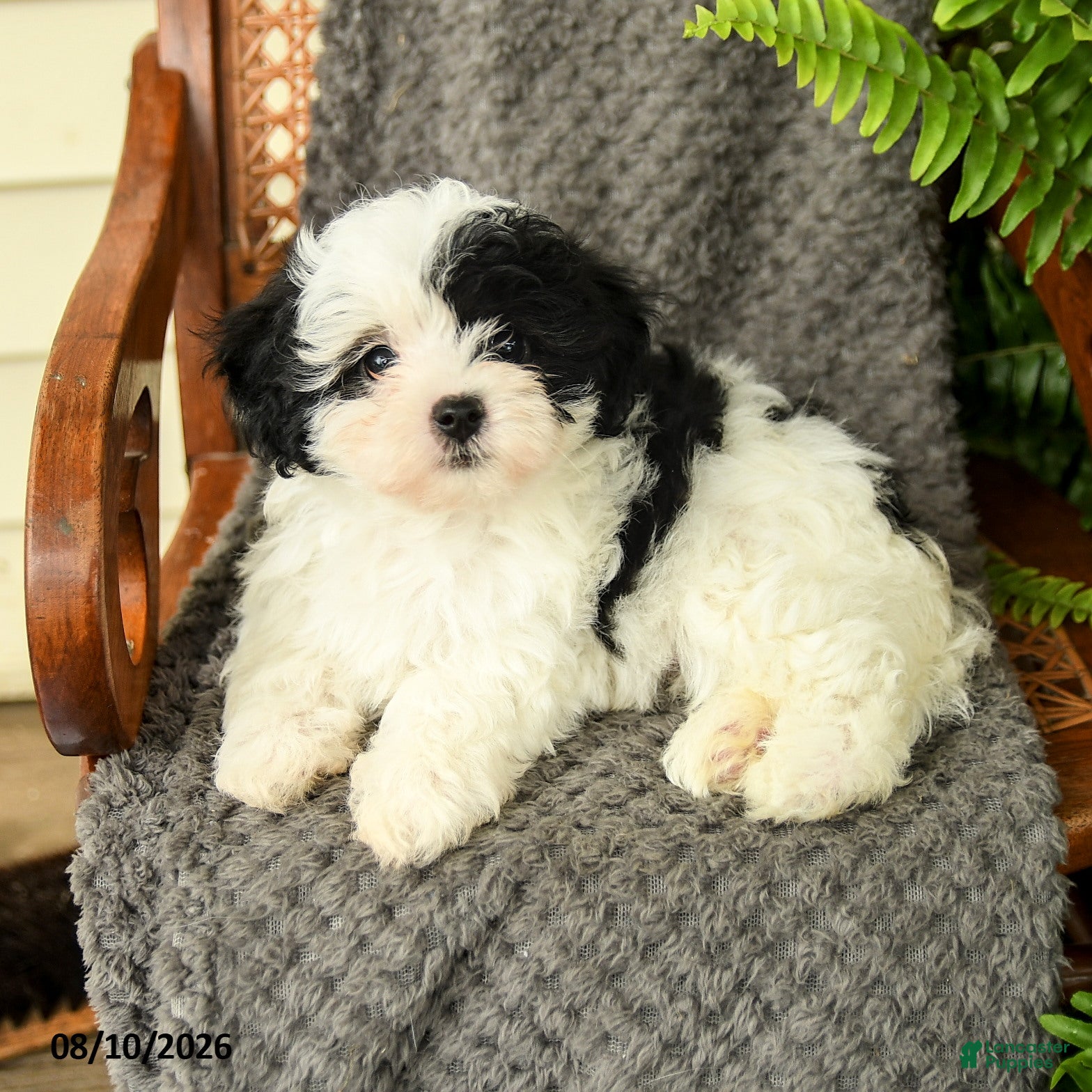 Maltipoo dogs Fallon - Ad 2
