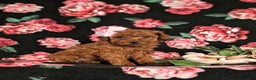 Toy Poodle dogs for sale: Elisa - Ad 3