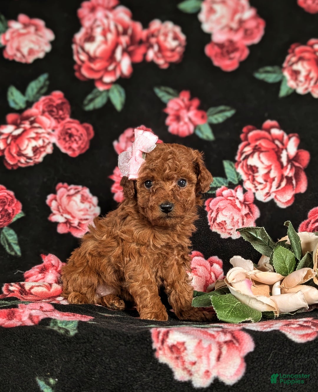 Toy Poodle dogs for sale: Elisa - Ad 3