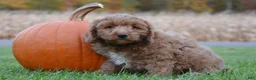 Cockapoo dogs for sale: Pickle - Ad 2
