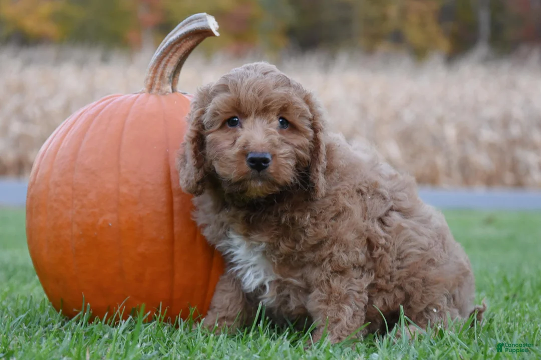 Cockapoo dogs for sale: Pickle - Ad 2