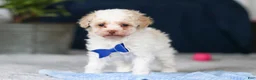Toy Poodle dogs for sale: Crisco - Ad 11