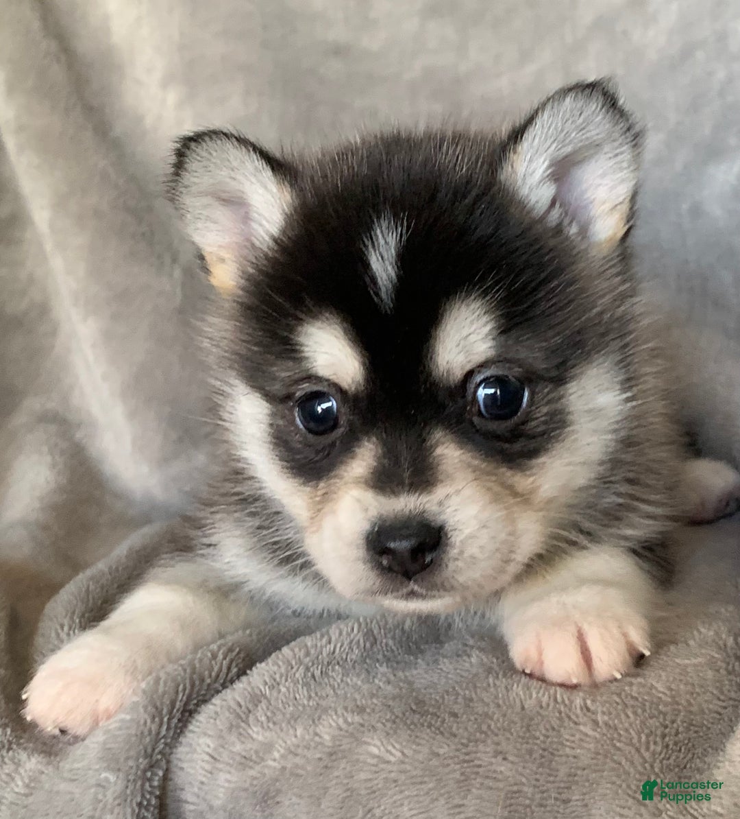 Alaskan Klee Kai dogs for sale: Tiny 2 lbs Cutie~ PEBBLE~!!! - Ad 7