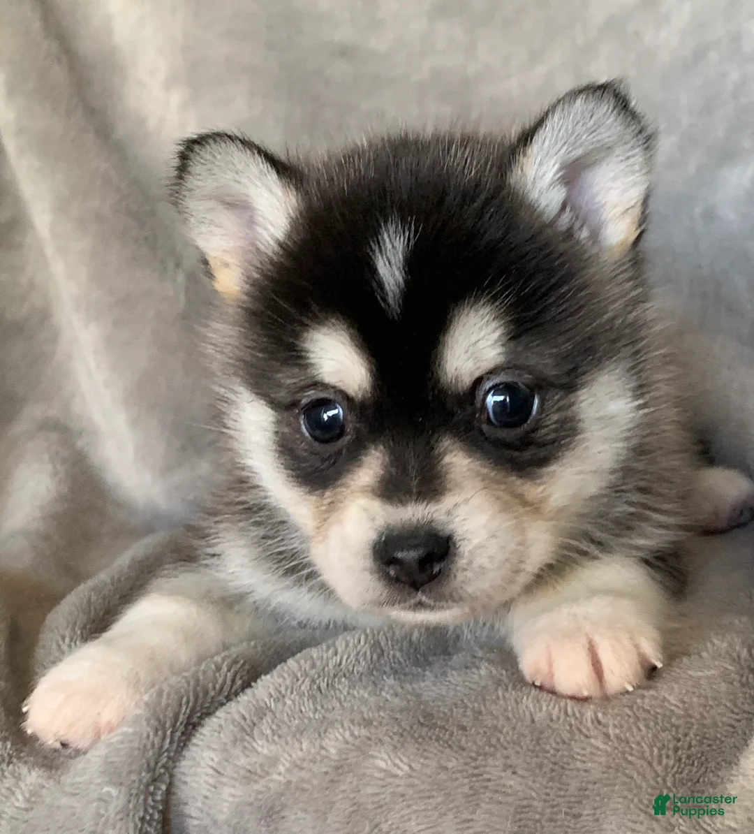 Alaskan Klee Kai dogs for sale: Tiny 2 lbs Cutie~ PEBBLE~!!! - Ad 7