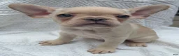 French Bulldog dogs for sale: French Bulldog 5 - Ad 5