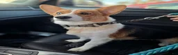 Mixed Breed dogs for sale: Sugar - Ad 12