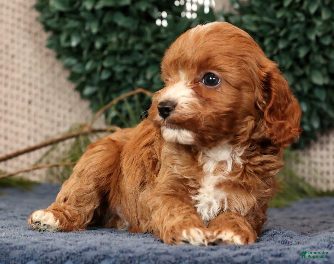 Cavapoo dogs for sale: Lucas - Ad 4