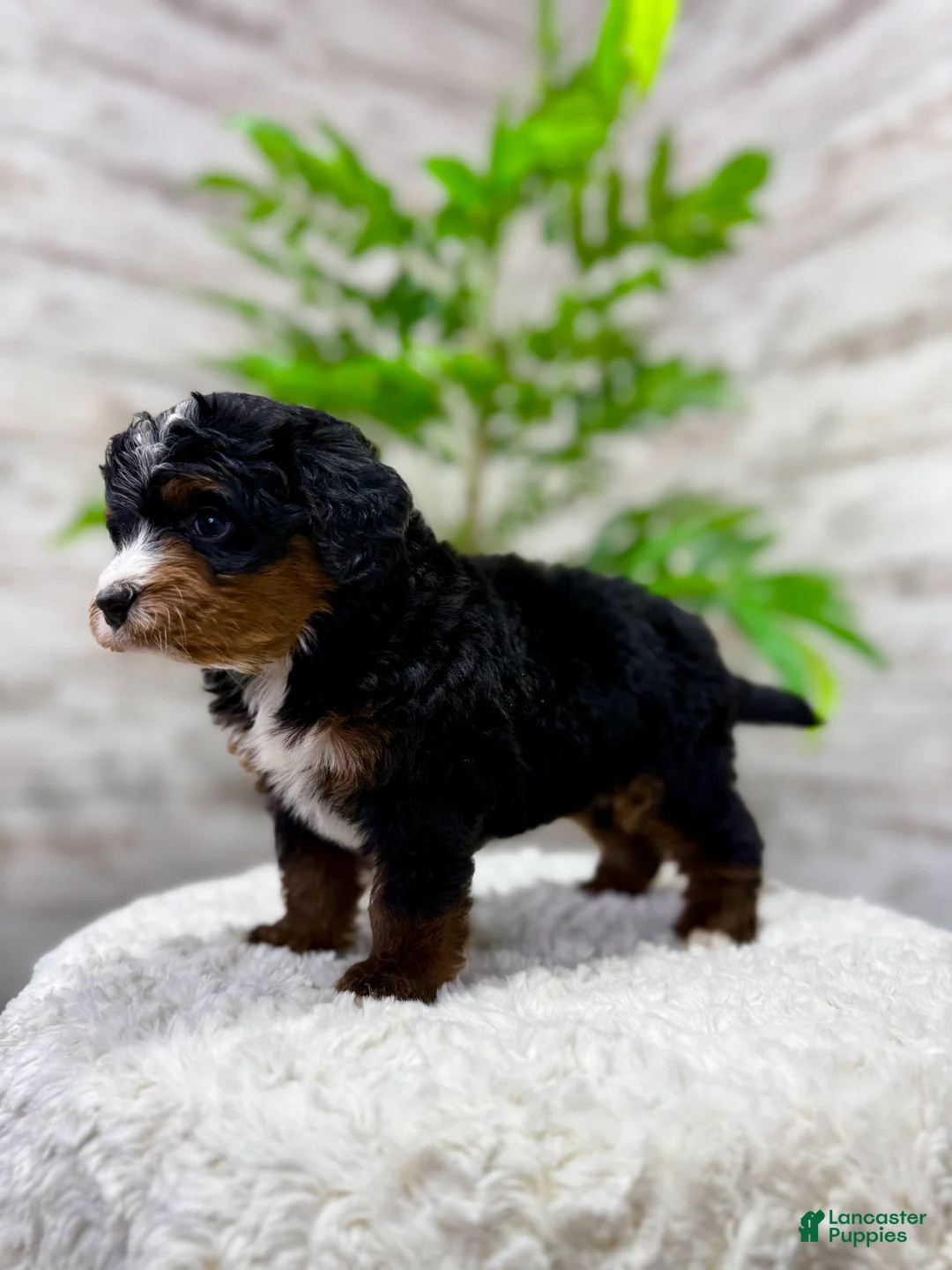 Mini Bernedoodle dogs for sale: 🐶 Bear - Ad 3