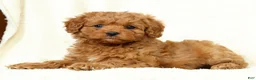 Cavapoo dogs for sale: Sadie - Ad 7