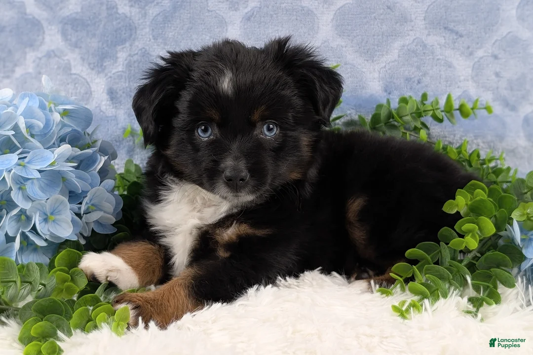 Toy Australian Shepherd dogs for sale: Banjo - Ad 10