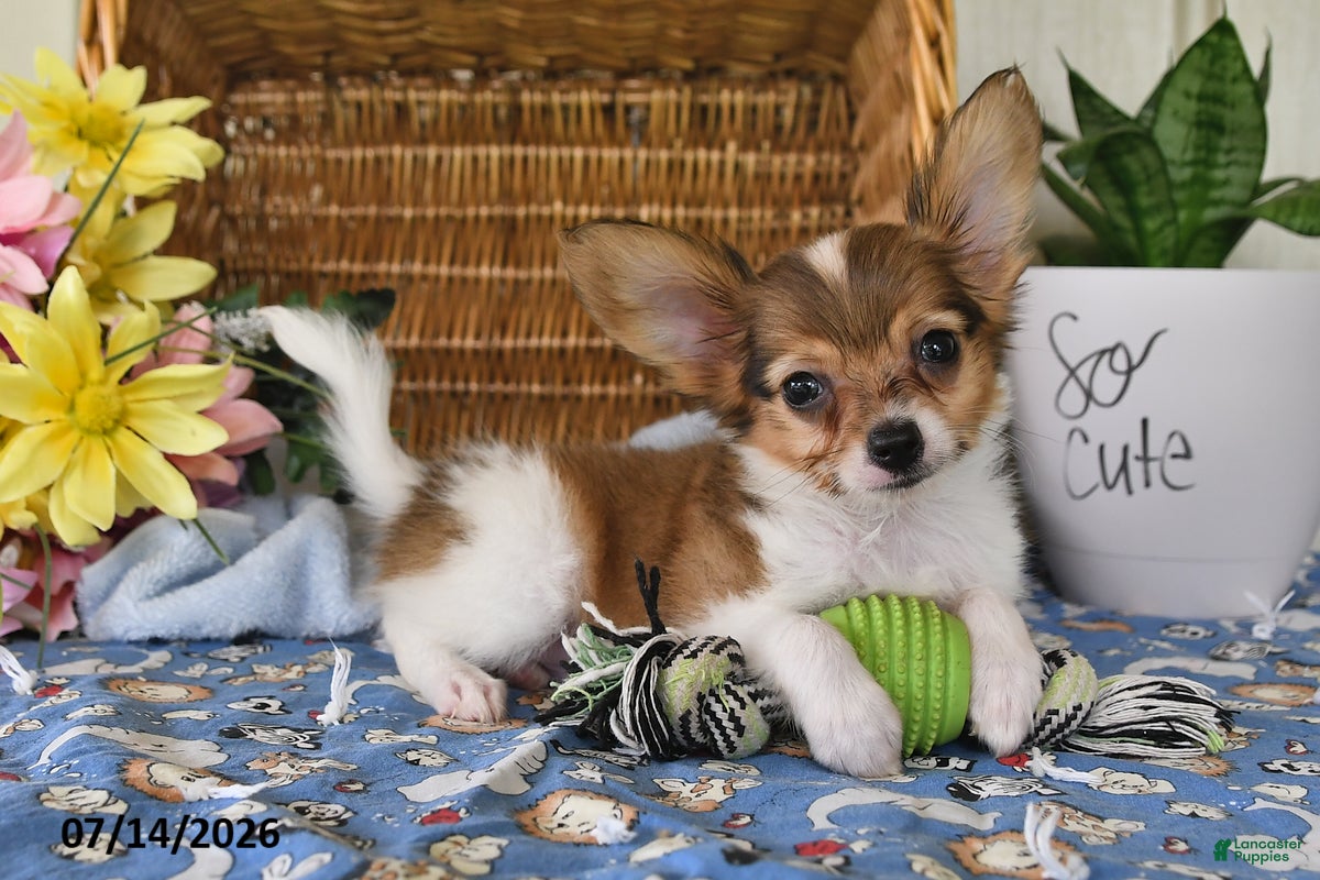 Papillon dogs Bobby - Ad 1