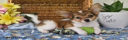 Papillon dogs for sale: Bobby - Ad 1