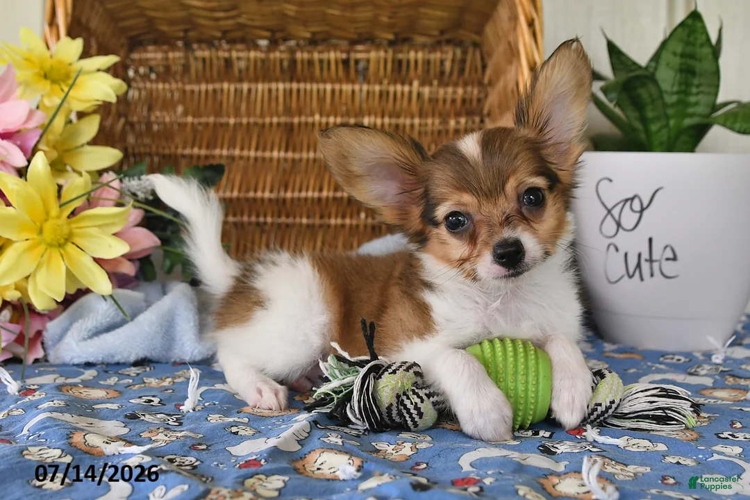 Papillon dogs for sale: Bobby - Ad 1
