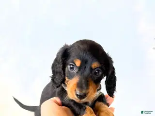 Miniature Dachshund dogs AKC Badger - Ad 9