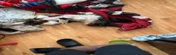 Shihpoo dogs for sale: Shihpoo 1 - Ad 3