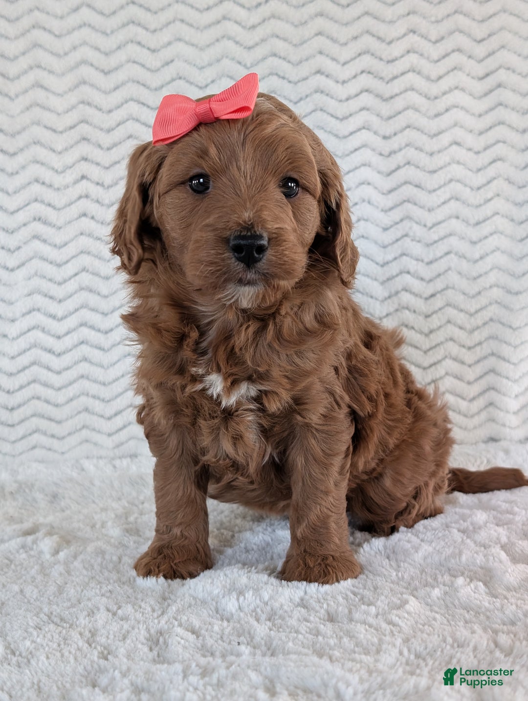 Goldendoodle dogs for sale: Gracie - Ad 6