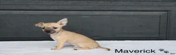 Chihuahua dogs for sale: Maverick  - Ad 3