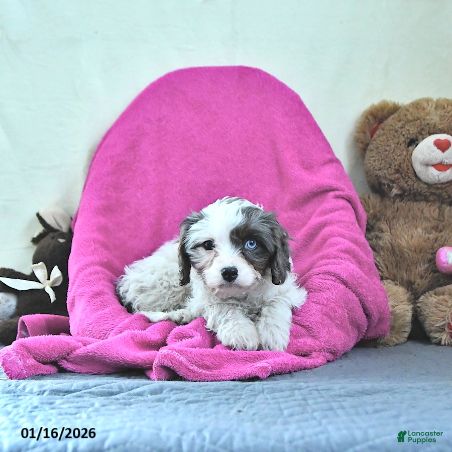 Cavapoo dogs for sale: Gracie - Ad 3