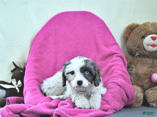 Cavapoo dogs Gracie - Ad 33