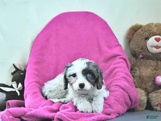 Cavapoo dogs Gracie - Ad 28