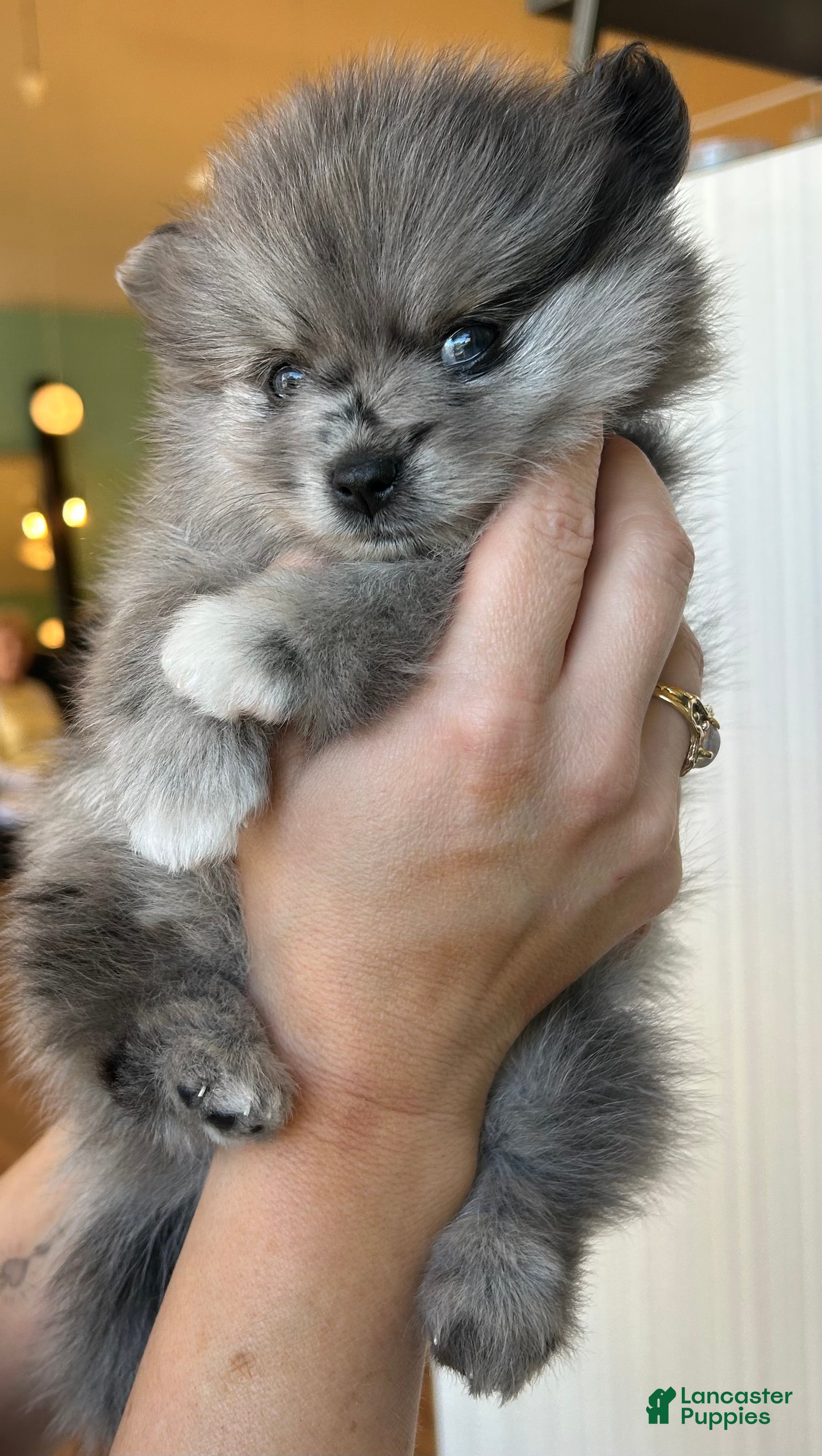 Pomeranian dogs Pomeranian 1 - Ad 1