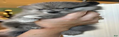 Pomeranian 1