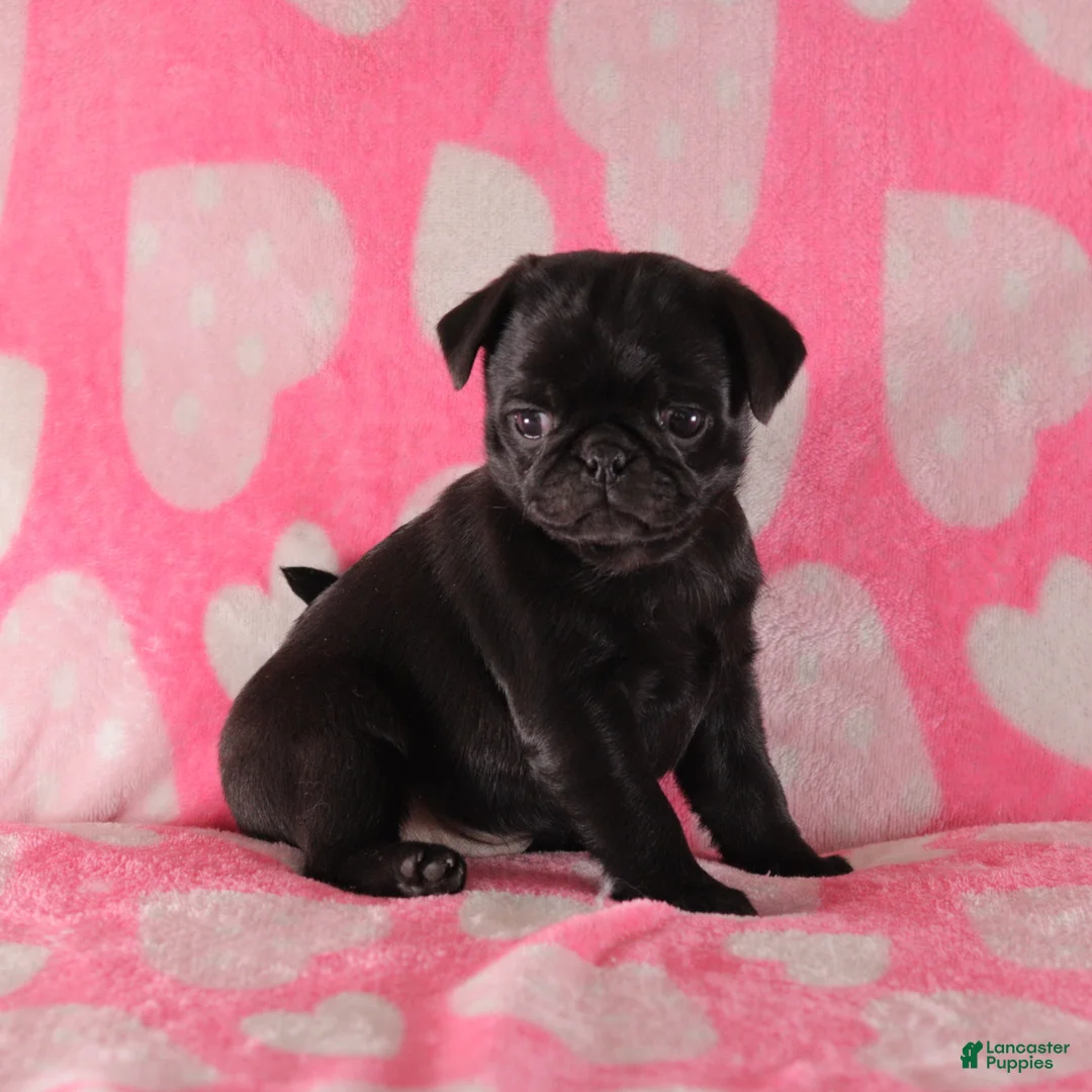 Pug dogs for sale: Rosie - Ad 3