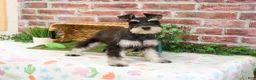 Miniature Schnauzer dogs for sale: Sherman  - Ad 4