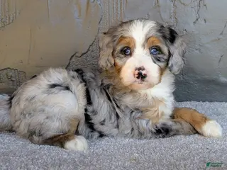 Mini Bernedoodle dogs for sale: Pipa - Ad 3