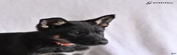 German Shepherd dogs for sale: Gemma - Ad 4