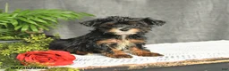 Yorkiepoo dogs for sale: Lucky - Ad 2