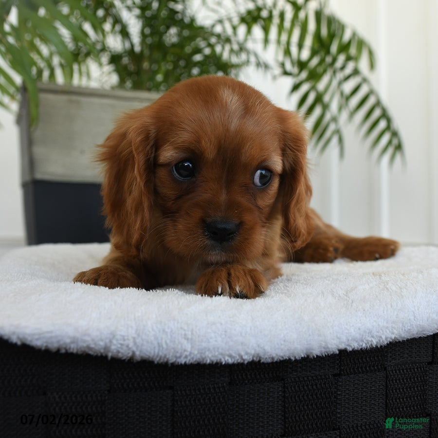 Cavalier King Charles Spaniel dogs Harper - Ad 2